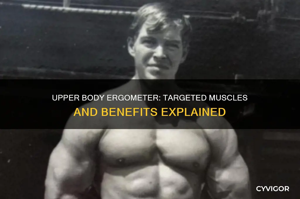 what muscles does upper body ergometer work
