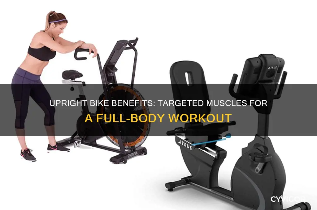what muscles does upright bike work