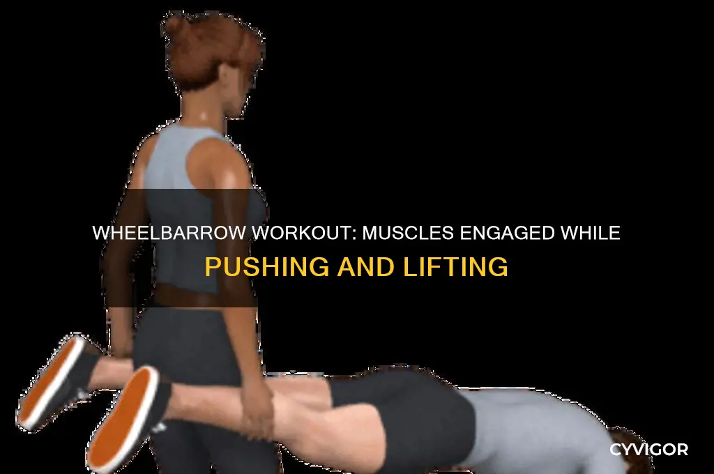 what muscles does usuing a wheel barrow work