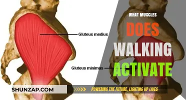 Walking: Full-Body Muscle Activation