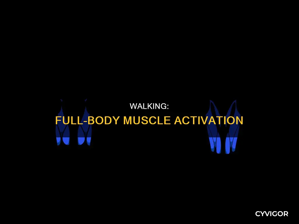 what muscles does walking activate