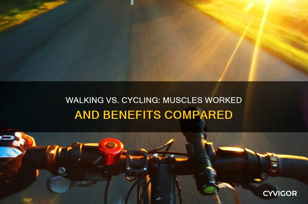 what muscles does walking cycling work