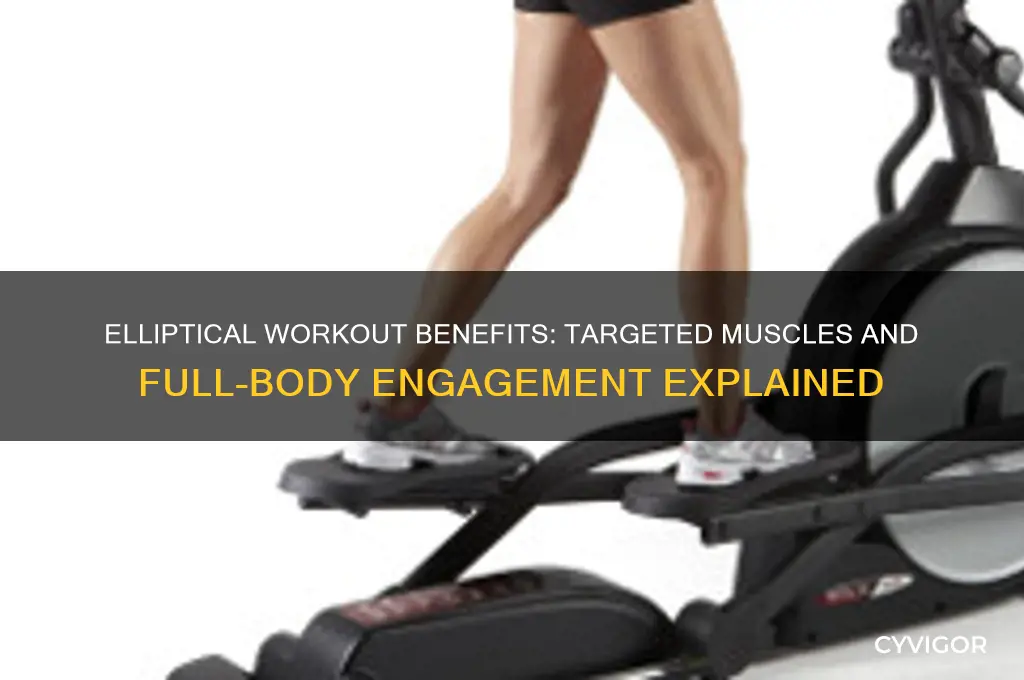 what muscles does walking eliptical work