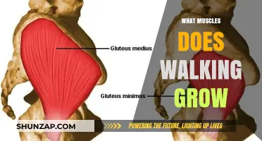 Walking's Muscle Benefits: Strengthening Legs, Core, and Glutes Naturally