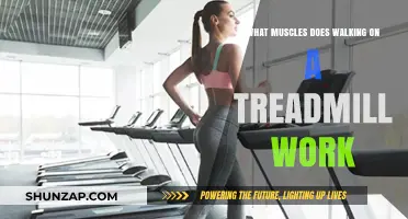 Treadmill Walking: Muscles Engaged and Benefits Explained