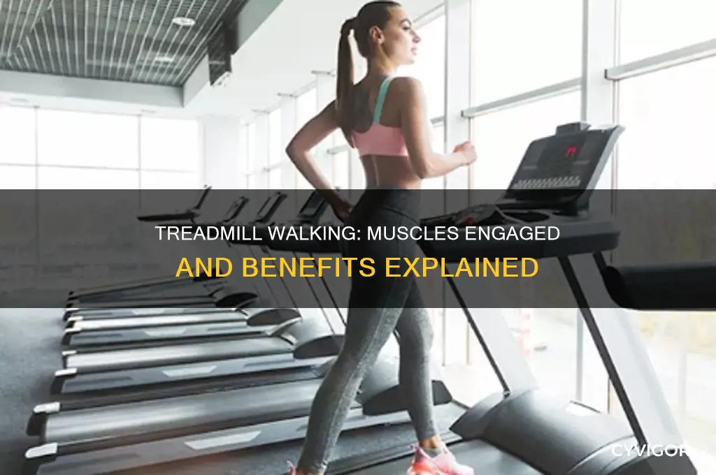 what muscles does walking on a treadmill work