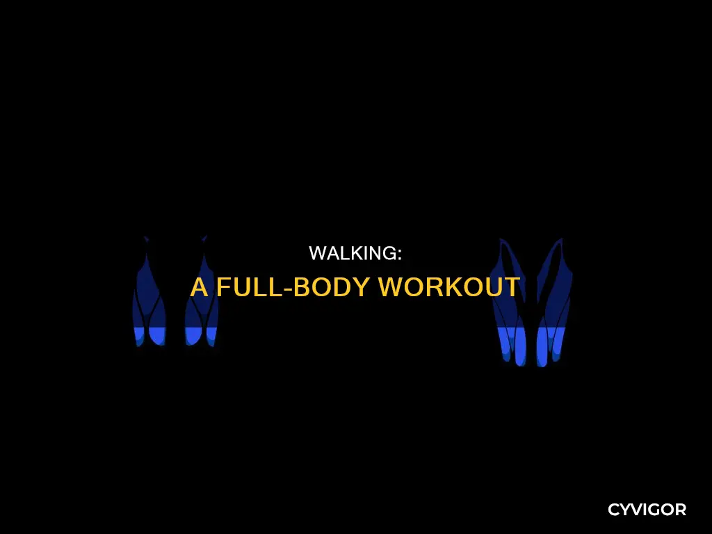 what muscles does walking