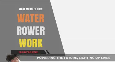 Water Rower Workout: Targeting Full-Body Muscles for Strength and Endurance