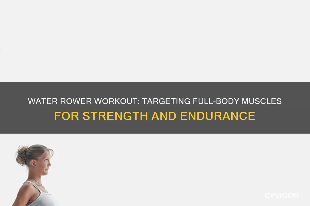 what muscles does water rower work