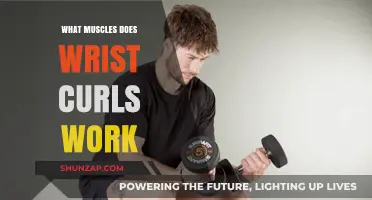 Wrist Curls: Targeted Muscles and Strengthening Benefits Explained