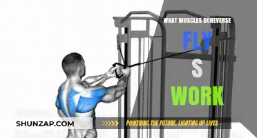 Reverse Flys: Targeted Muscles and Benefits Explained