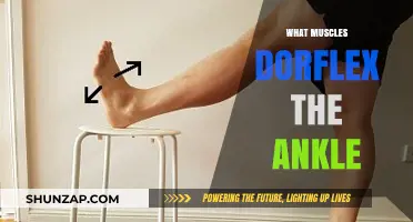 Ankle Flexors: Which Muscles and Their Functions