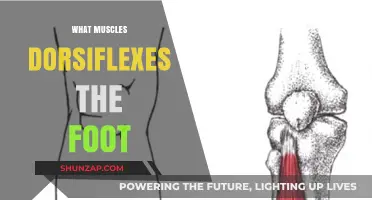Foot Muscles: Dorsiflexion and You