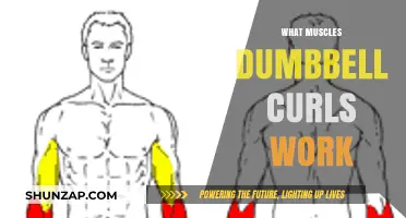 Dumbbell Curls: Targeted Muscles and Effective Arm Strengthening Techniques