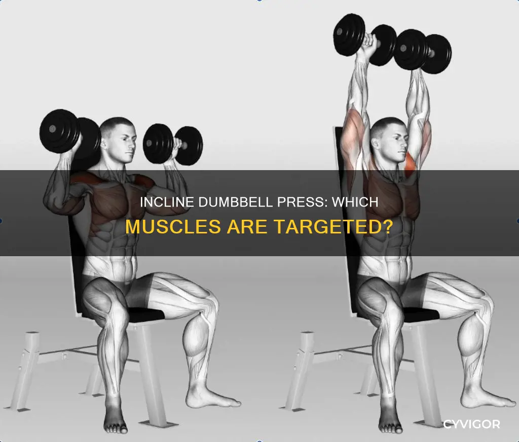 what muscles dumbbell incline