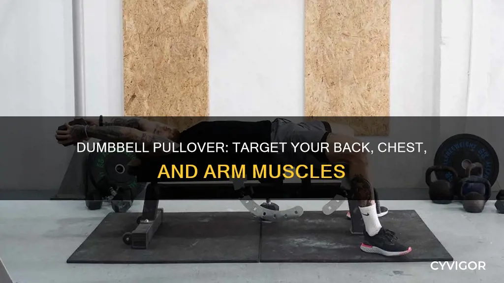 what muscles dumbbell pullover