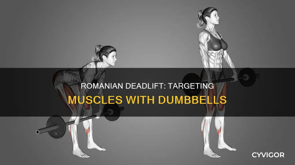 what muscles dumbbell romanian deadlift