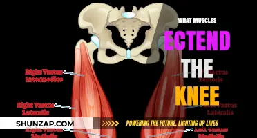 Knee Extension: Which Muscles Are Involved and Why?