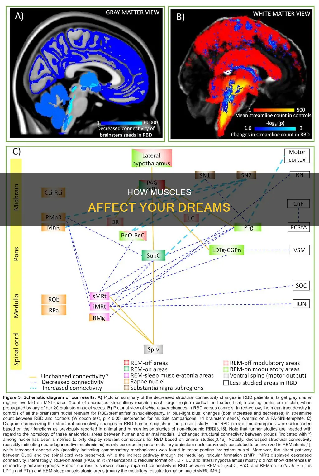 what muscles effect dreams