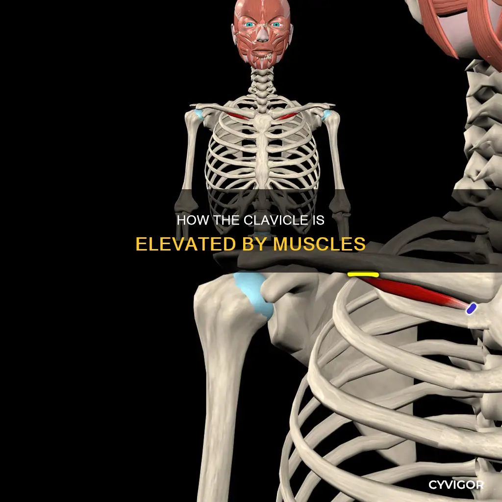 what muscles elevate the clavicle