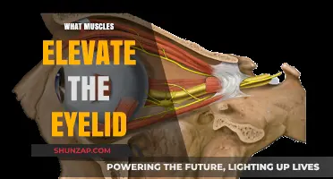 Eyelid Elevation: Muscles That Lift Your Eyelids