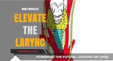 Working Out Your Larynx: Muscles for Elevation