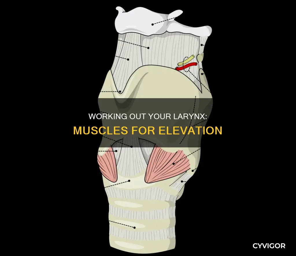what muscles elevate the larync