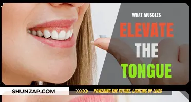 Tongue Elevators: Muscles That Control Tongue Movement