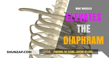 Breathing and the Muscles That Elevate the Diaphragm