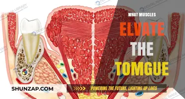 Tongue Muscles: Elevators and Their Functions