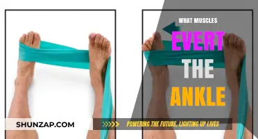 Ankle Muscles: Everting the Foot