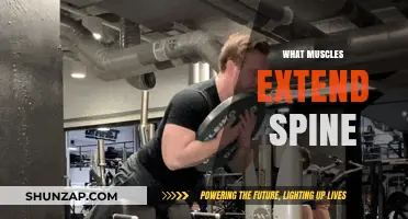 Spinal Extension: Which Muscles Extend Your Spine?