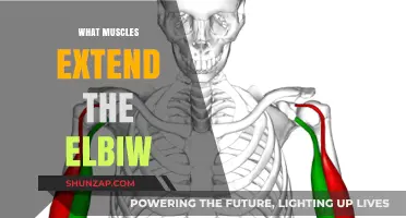Elbow Extensors: Unlocking the Power of Your Arms
