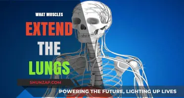 Breathing and Lung Expansion: The Muscles at Work