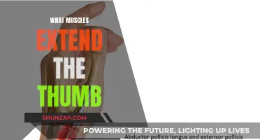Thumb Extension: Muscles That Give Your Thumb Superpowers