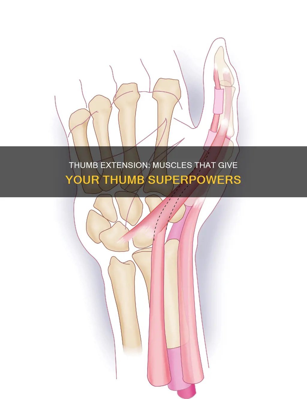 what muscles extend the thumb