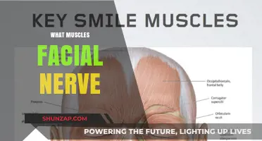 Facial Nerve and Muscles: What's the Connection?
