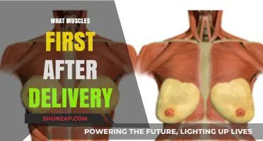Postpartum Muscle Recovery: What to Expect