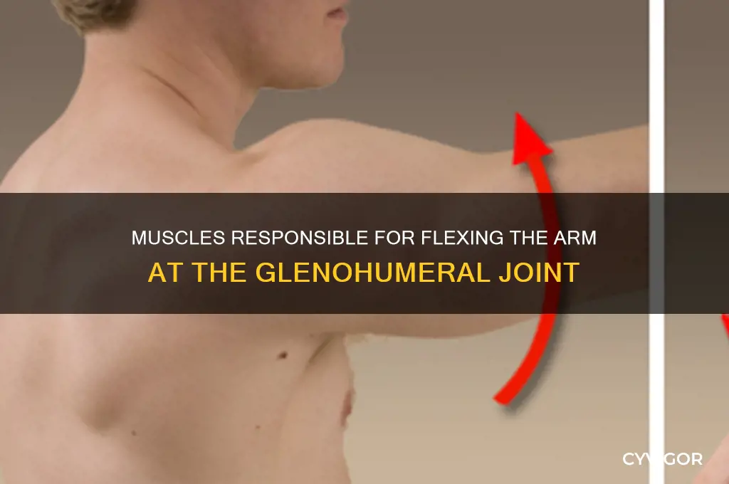 what muscles flex the arm at the glenohumeral joint