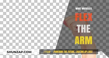 Unveiling the Muscles Responsible for Flexing Your Arm
