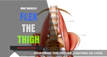 Thigh Flexors: Muscles That Flex Your Thigh