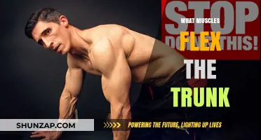Flexing the Trunk: Which Muscles Are Involved?