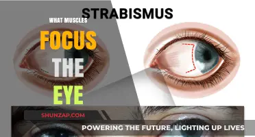 Eye Muscles: How They Help Us Focus