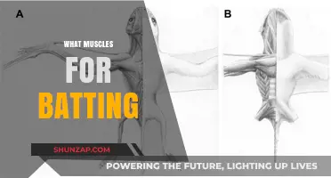 Powerful Batting: Which Muscles Matter Most?