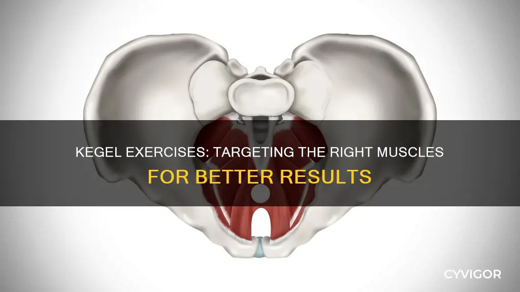 what muscles for kegels