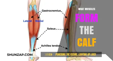 Unveiling the Calf: A Deep Dive into Its Muscular Composition