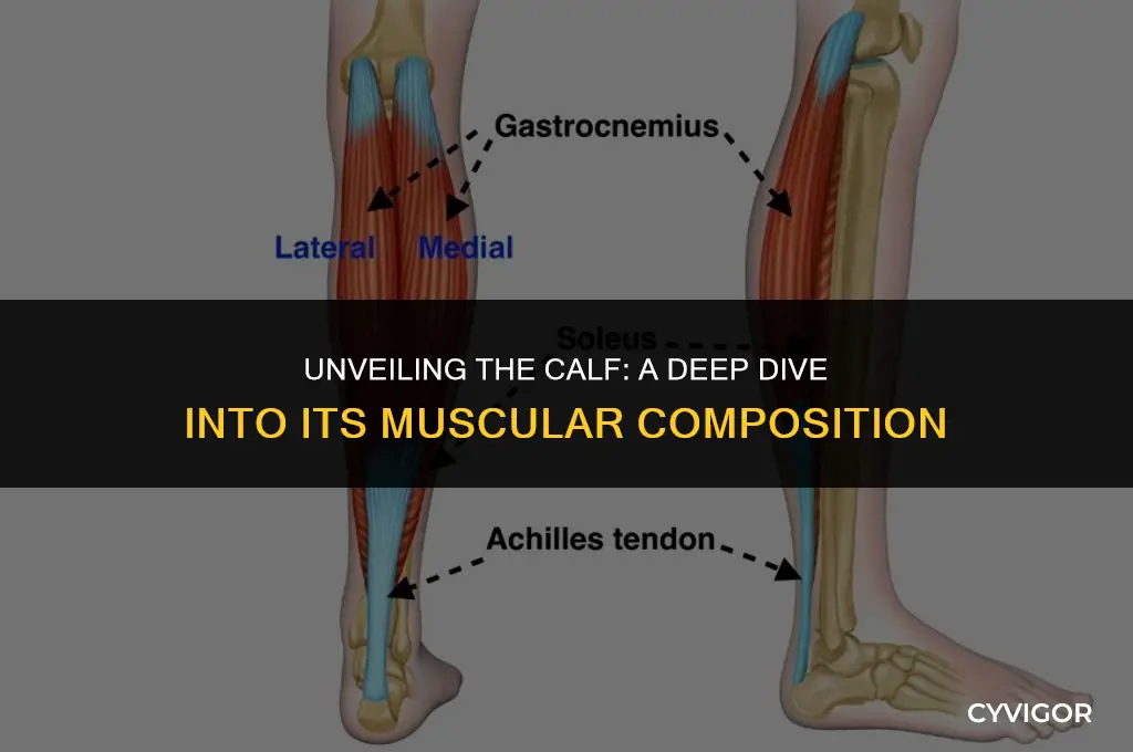 what muscles form the calf