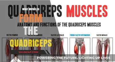 Understanding the Quadriceps: Uncovering the Four Muscle Components