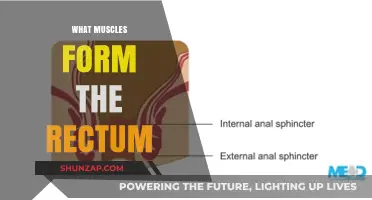Muscles that Shape the Rectum