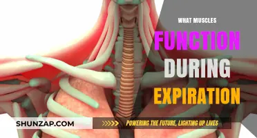 Breathing Out: Muscles Involved in Expiration